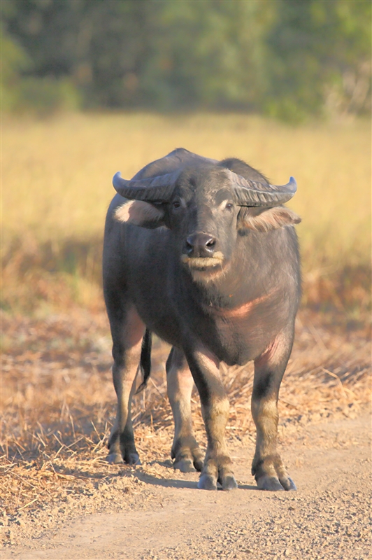 _800Mt Borradaile - Cooper Creek_5756_m_Buffalo